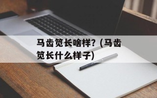 马齿笕长啥样？(马齿笕长什么样子)