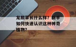 龙胆草长什么样？新手如何快速认识这种神奇植物？