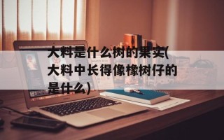大料是什么树的果实(大料中长得像橡树仔的是什么)