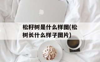 松籽树是什么样图(松树长什么样子图片)