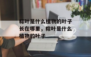 粽叶是什么植物的叶子长在哪里，粽叶是什么植物的叶子