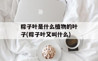 粽子叶是什么植物的叶子(粽子叶又叫什么)