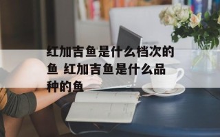 红加吉鱼是什么档次的鱼 红加吉鱼是什么品种的鱼