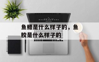 鱼鳔是什么样子的，鱼胶是什么样子的