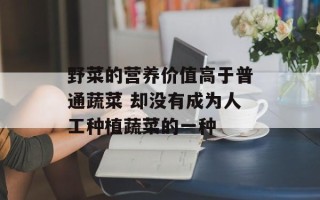 野菜的营养价值高于普通蔬菜 却没有成为人工种植蔬菜的一种