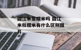 圆江米是糯米吗 圆江米和糯米有什么区别图片