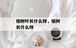 榆树叶长什么样，榆树长什么样