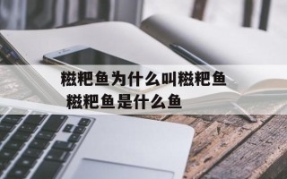 糍粑鱼为什么叫糍粑鱼 糍粑鱼是什么鱼