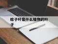 粽子叶是什么植物的叶子