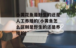 小黄花鱼是野生的还是人工养殖的(小黄鱼怎么区别是野生的还是养殖的)
