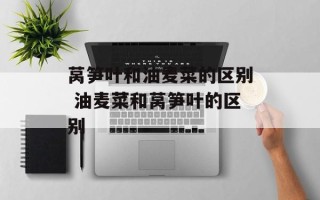 莴笋叶和油麦菜的区别 油麦菜和莴笋叶的区别