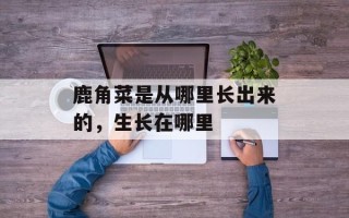 鹿角菜是从哪里长出来的，生长在哪里