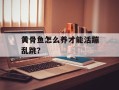 黄骨鱼怎么养才能活蹦乱跳？
