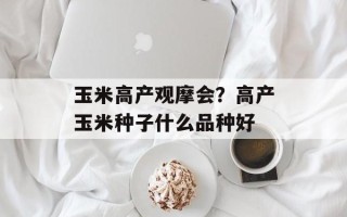 玉米高产观摩会？高产玉米种子什么品种好