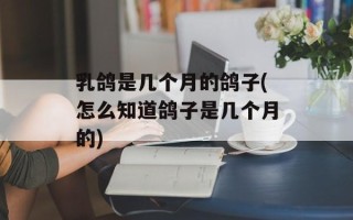 乳鸽是几个月的鸽子(怎么知道鸽子是几个月的)