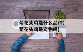 菊花头鸡是什么品种(菊花头鸡是宠物吗)