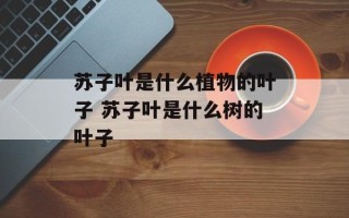 苏子叶是什么植物的叶子 苏子叶是什么树的叶子