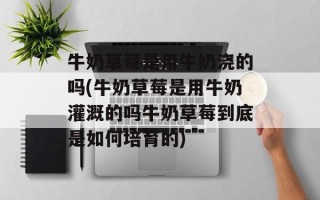 牛奶草莓是用牛奶浇的吗(牛奶草莓是用牛奶灌溉的吗牛奶草莓到底是如何培育的)