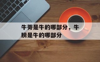 牛蒡是牛的哪部分，牛膀是牛的哪部分