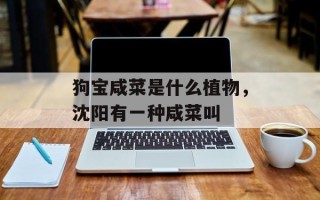 狗宝咸菜是什么植物，沈阳有一种咸菜叫