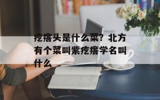 疙瘩头是什么菜？北方有个菜叫紫疙瘩学名叫什么