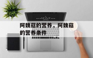 阿魏菇的营养，阿魏菇的营养条件