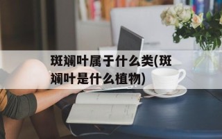 斑斓叶属于什么类(斑斓叶是什么植物)