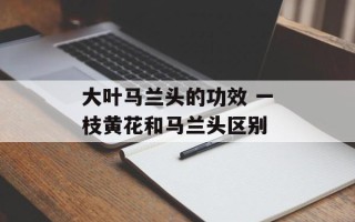 大叶马兰头的功效 一枝黄花和马兰头区别