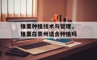 锥栗种植技术与管理，锥栗在贵州适合种植吗
