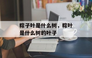 粽子叶是什么树，粽叶是什么树的叶子