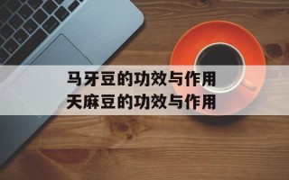 马牙豆的功效与作用 天麻豆的功效与作用