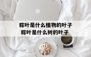 粽叶是什么植物的叶子 粽叶是什么树的叶子