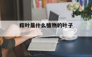 粽叶是什么植物的叶子 