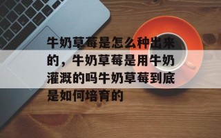牛奶草莓是怎么种出来的，牛奶草莓是用牛奶灌溉的吗牛奶草莓到底是如何培育的