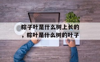 粽子叶是什么树上长的，粽叶是什么树的叶子