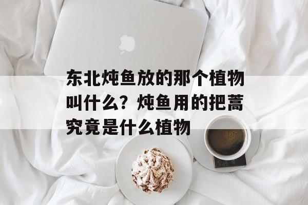 东北炖鱼放的那个植物叫什么？炖鱼用的把蒿究竟是什么植物-第1张图片-