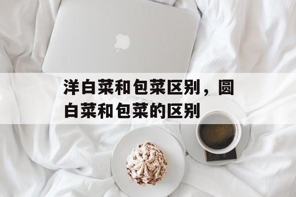 洋白菜和包菜区别，圆白菜和包菜的区别-第1张图片-