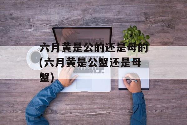 六月黄是公的还是母的(六月黄是公蟹还是母蟹)-第1张图片-