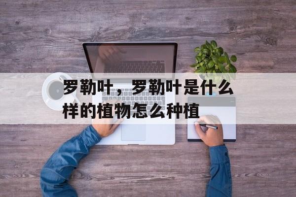 罗勒叶，罗勒叶是什么样的植物怎么种植-第1张图片-