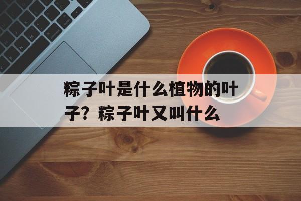 粽子叶是什么植物的叶子？粽子叶又叫什么-第1张图片-