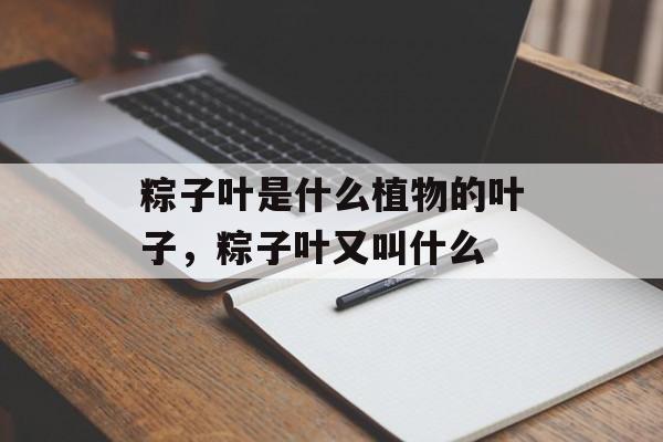 粽子叶是什么植物的叶子，粽子叶又叫什么-第1张图片-