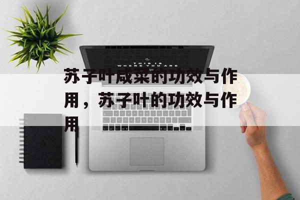 苏子叶咸菜的功效与作用，苏子叶的功效与作用-第1张图片-