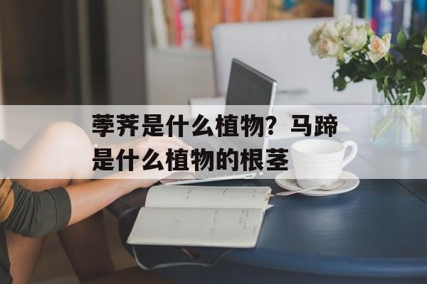 荸荠是什么植物？马蹄是什么植物的根茎-第1张图片-