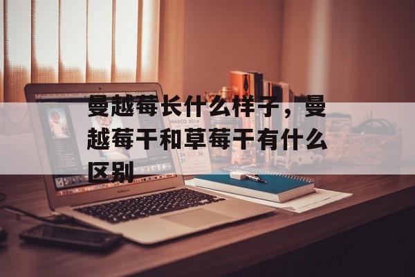 曼越莓长什么样子，曼越莓干和草莓干有什么区别-第1张图片-