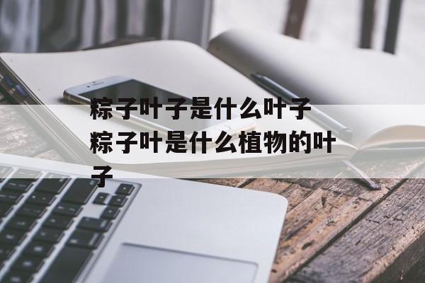 粽子叶子是什么叶子 粽子叶是什么植物的叶子-第1张图片-
