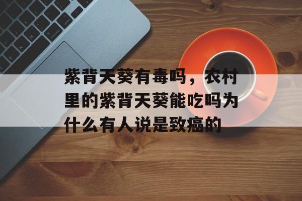 紫背天葵有毒吗，农村里的紫背天葵能吃吗为什么有人说是致癌的-第1张图片-