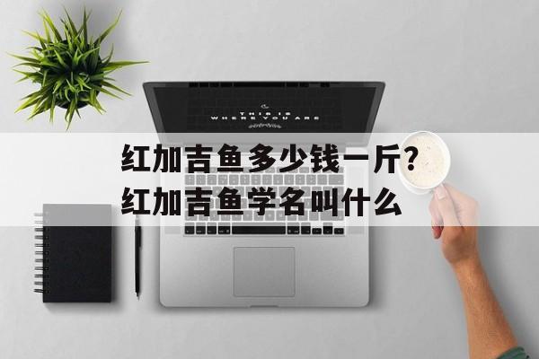 红加吉鱼多少钱一斤？红加吉鱼学名叫什么-第1张图片-