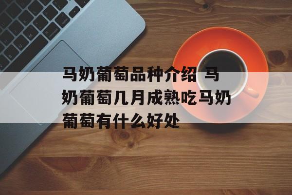 马奶葡萄品种介绍 马奶葡萄几月成熟吃马奶葡萄有什么好处-第1张图片-